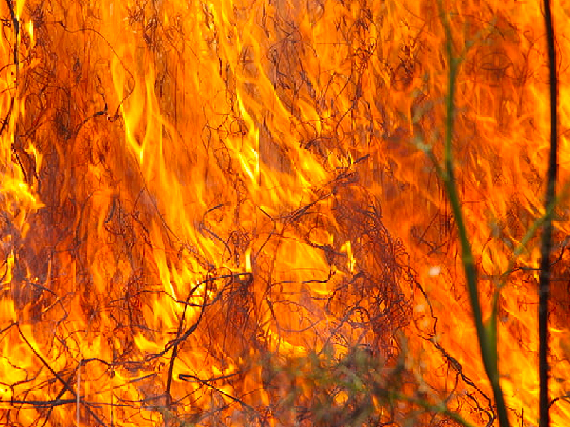 Bushfire damage in Australia